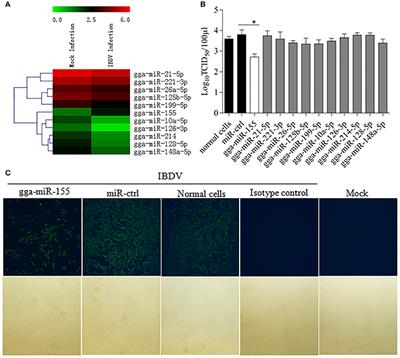 gga-miR-155 Enhances Type I Interferon Expression and Suppresses Infectious Burse Disease Virus Replication via Targeting SOCS1 and TANK